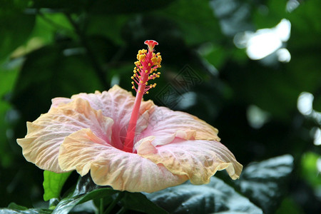 热带花园中美丽的芙蓉花特写在绿色背景的丛林芙蓉花中绽放的嫩芙蓉热带雨林中的芙蓉夏威夷植物生长热带花园中美丽的芙蓉花特写植物学园艺图片