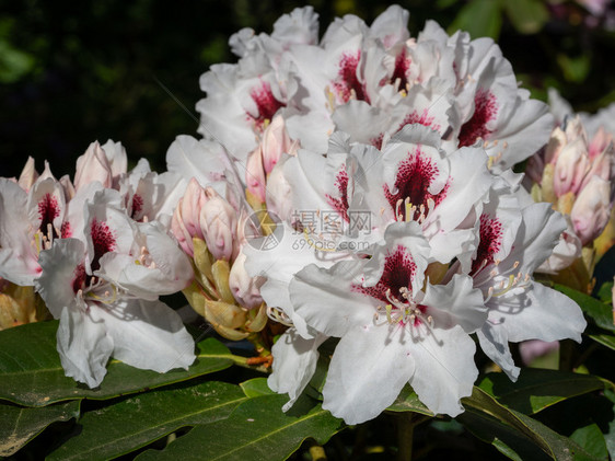 花瓣杜鹃杂种Picobelo杜鹃花杂种头的特写春天植物群图片