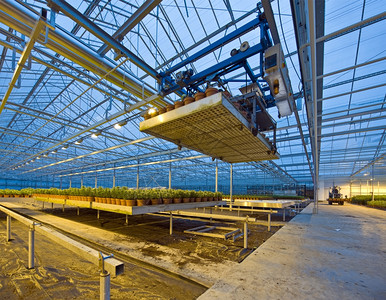 农业铝钨一家机器人在Tungsten照明玻璃屋内采摘和安放装置在黄昏时安排百合的托盘图片