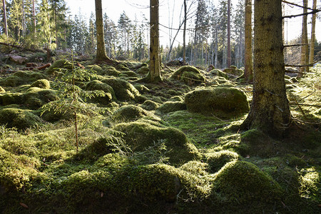 环境一种树木美丽绿色的青苔林地在一片背状的锥形森林中图片