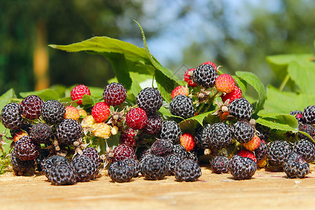 可口黑莓有很多熟的果子黑莓很多熟的浆果夏天有用图片