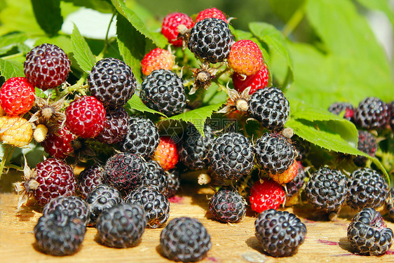 可口黑覆盆子有很多成熟的浆果黑覆盆子有很多成熟的浆果新鲜食用图片