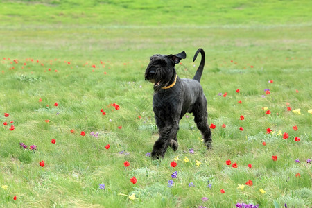 美丽的郁金香和散步的小狗图片