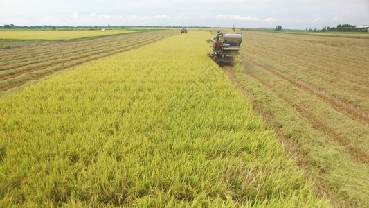 行业农粮食在泰国Ayutthaya的收割田上合并空中观察图片