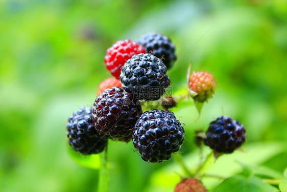 农业覆盆子草丛上有很多浆果的黑莓灌木丛上还有一大堆浆果食物图片