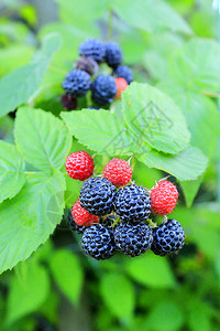 草丛上有很多浆果的黑莓灌木丛上还有一大堆浆果生长新鲜的有用图片