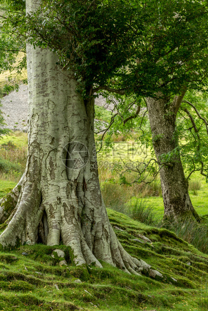 葱茏山Buttermere是联合王国坎布里亚湖区泊之一布特默尔附近生长的树木绿色图片