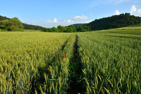季节农作物燕麦成熟绿耳朵和蓝天空背景图片