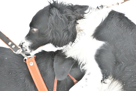 罗特韦勒和斯帕尼尔人冬天散步户外狗梗犬图片