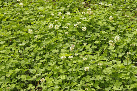 白花朵在草原上开茎盛六月图片