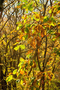 在阳光下挂秋天公园橡树上的黄色叶子自然落下明亮的图片