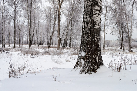 树干乏味的公园下积雪小树严寒冬天霜图片