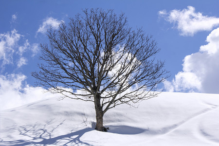冬季田地和蓝天空上独立的树冷冻自然景观图片