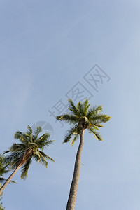 户外旅行蓝天空的椰子树复古图片