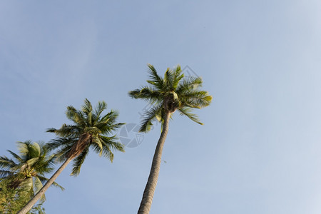 蓝天空的椰子树色果阿棕榈图片