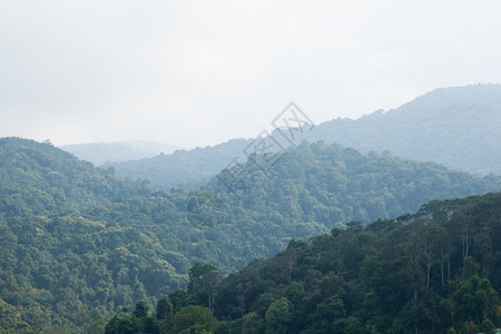 绿色有雾早晨森林和山岳被庄稼所覆盖的山岳墙纸图片