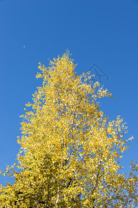 有机的黄色叶秋树蓝天空图片