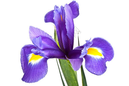 美丽展示水白色上隔离的黄iris图片