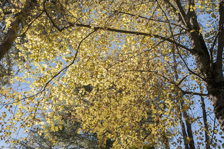 云有黄色叶的秋树绿木图片