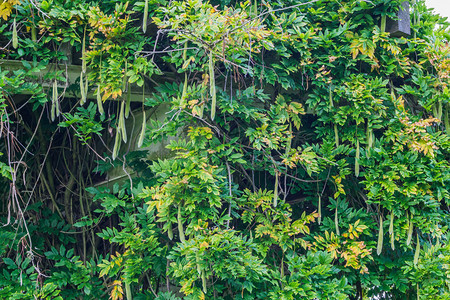 树在屋顶上种植大豆长的农业图片