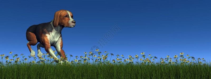 使成为公园狗在绿草中跑动鲜花3D制成跑步图片