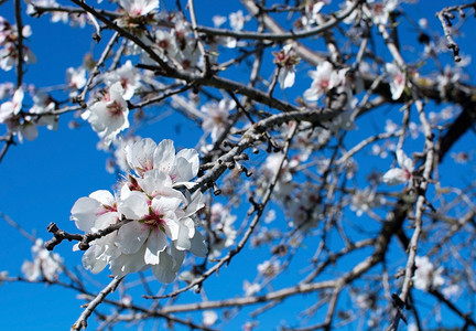 1月份在西班牙巴利阿里群岛Mallorca农村的Mallorca农场上马洛卡Blossomoming杏树农业一月开花图片