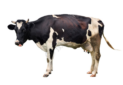 吃宠物在白色背景上被完全隔离的长在白色背景上的可爱的奶牛孤立在白色年轻发现黑母牛面前站在白色背景动物农场前黑色的图片