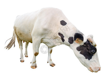 常设在白色背景上被完全隔离的长在白色背景上的可爱的奶牛孤立在白色年轻发现黑母牛面前站在白色背景动物农场前宠小牛图片