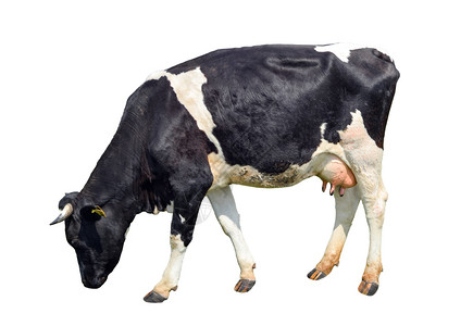 好奇的在白色背景上被完全隔离的长在白色背景上的可爱的奶牛孤立在白色年轻发现黑母牛面前站在白色背景动物农场前正面白色的图片