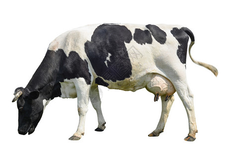 疯狂的在白色背景上被完全隔离的长在白色背景上的可爱的奶牛孤立在白色年轻发现黑母牛面前站在白色背景动物农场前脊椎年轻的图片