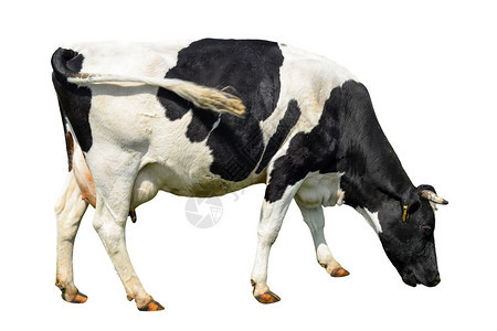 口在白色背景上被完全隔离的长在白色背景上的可爱的奶牛孤立在白色年轻发现黑母牛面前站在白色背景动物农场前宠正面图片