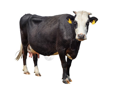 宠物在白色背景上被完全隔离的长在白色背景上的可爱的奶牛孤立在白色年轻发现黑母牛面前站在白色背景动物农场前黑色的脊椎动物图片