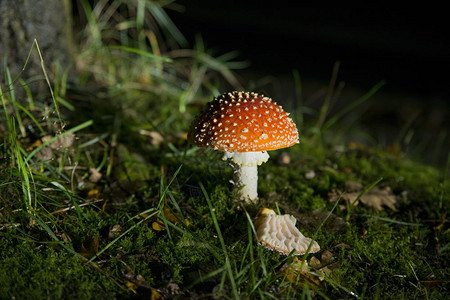 夜晚亮光照耀的AmanitaMuscaria蘑菇夜间亮光照了白斑和绿色森林背景的红蘑菇黑暗斑点生物图片