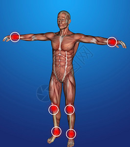 3D软件中显示人体发炎的插图笼生物学髂骨图片