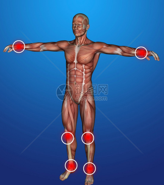 3D软件中显示人体发炎的插图笼生物学髂骨图片