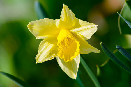 一只黄色花朵的头在春园里盛开紧地束公园植物图片