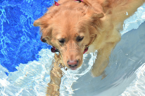 夏天在游泳池里游泳的可爱小狗图片