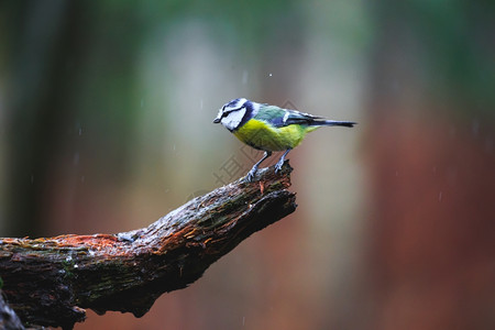 春天花园山雀蓝蒂鸟在雨春林的树桩上坐着蓝蒂鸟紧闭图片