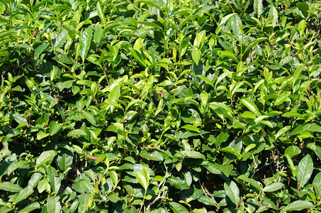 茶树日本绿色叶植物详细描述一个有新鲜叶子的日本绿色茶叶植物庄稼一种图片