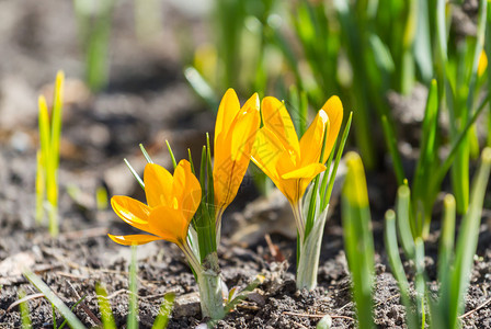 野花绽放春天公园的黄花开复活节图片