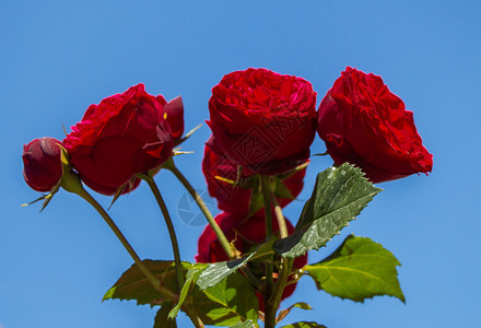 开花场地公园在背景的朵中闪耀着美丽多彩的玫瑰图片