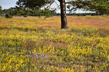 沙化夏季在奥兰德岛的瑞典自然保留地中有多彩盛开花紫色的黄图片