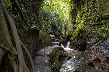 郁葱瀑布道路由石板和步骤制成穿过巴厘稠密的绿林荒野图片