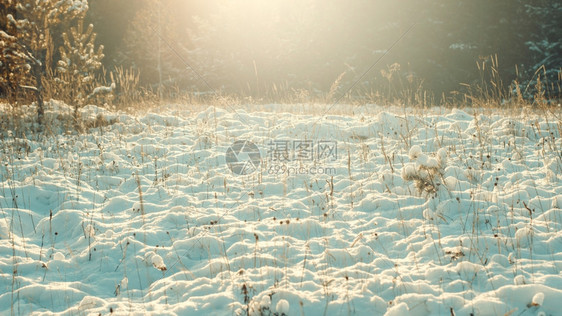 降雪冬季风覆盖树木的冬季场景前夕森林图片