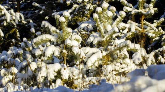 户外问候景观冬季风雪覆盖树木的冬季场景图片