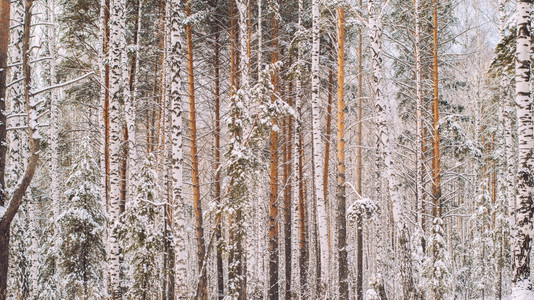 坠落圣诞节庆祝活动冬季风雪覆盖树木的冬季场景图片