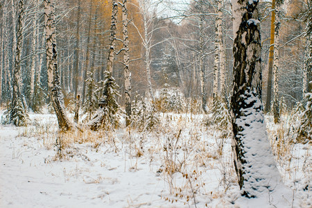枞树冬季风雪覆盖木的冬季场景诺埃尔假期图片