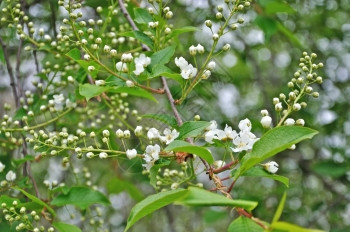 生活春天花瓣5月在然灌木屋外的上白春花图片