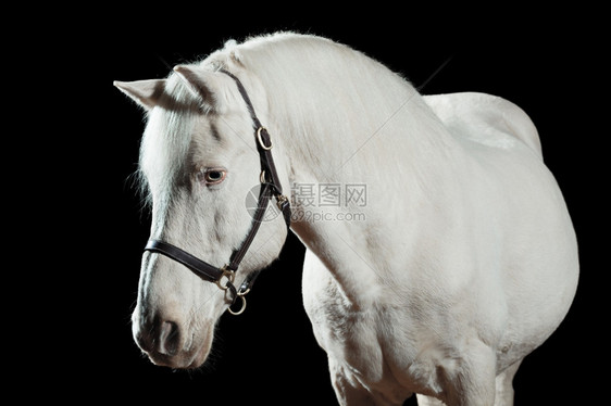 宠物运动一匹白马的肖像孤立在黑色背景上动物图片