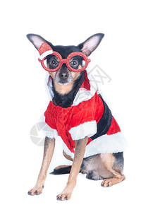 假期肖像快乐的新年西装狗孤立在白色圣诞主题新年上图片